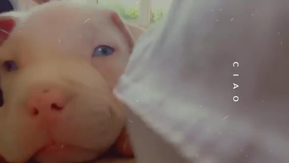 american bully dog