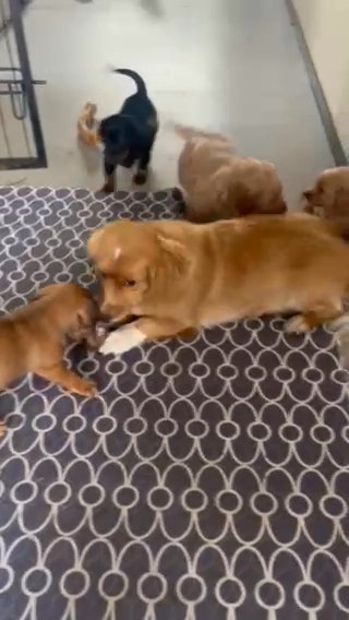 Puppies