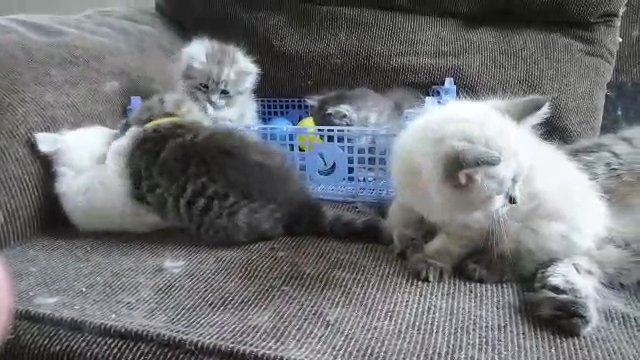 beautiful traditional siberian kittens