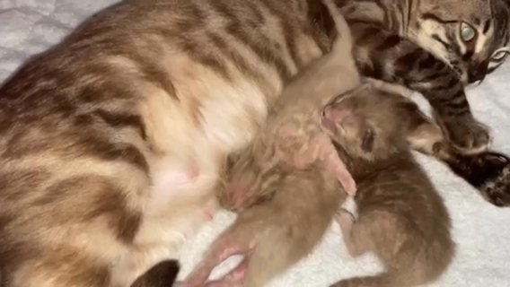 Superb Quality TICA Snow Charcoal Bengal Kittens