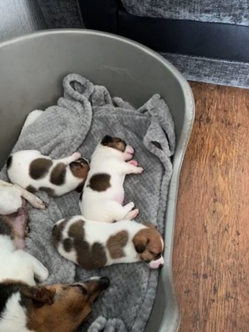 jack Russell puppy’s