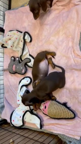 Lovely miniature Dachshund