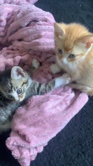 5 Gorgeous kittens for sale! (Price slightly negotiable)?