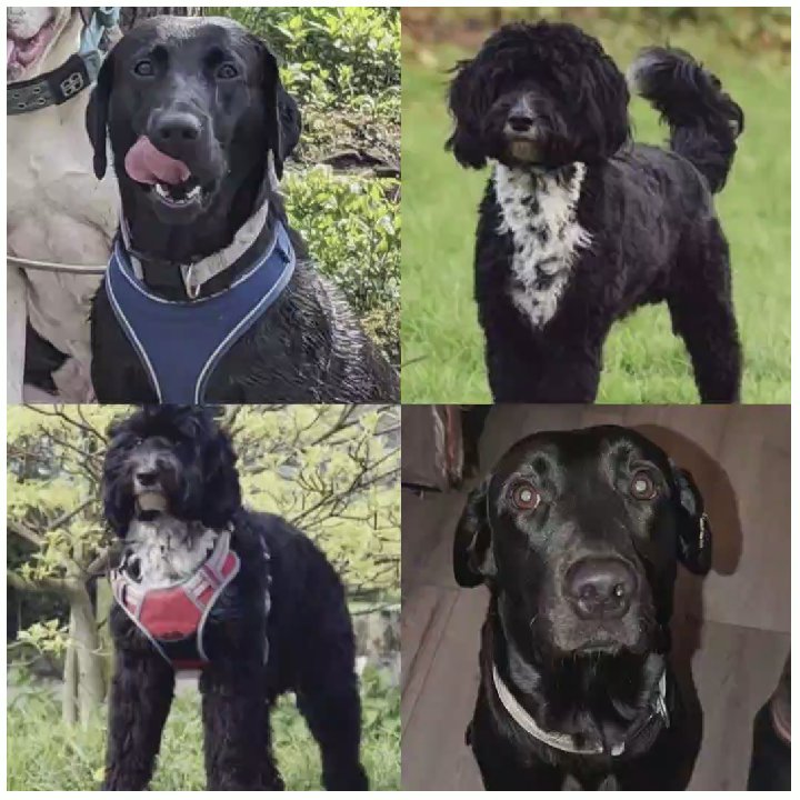 Quality F1B Labradoodle Puppies