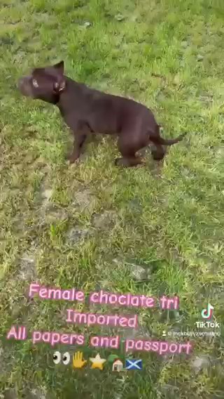 American Bully