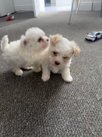 Bichon Frise