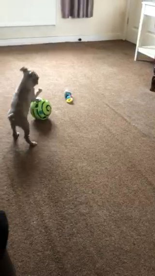 Boston Terrier Puppy’s For Pet Homes
