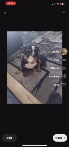 English Bulldog