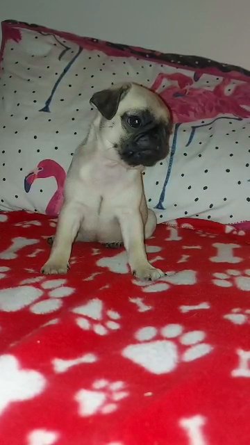 pug puppies