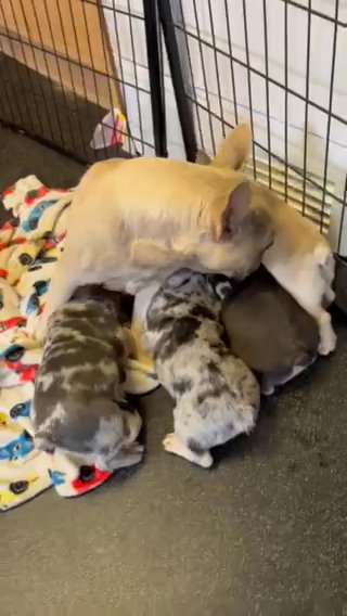 frenchbulldog