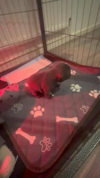 3 Female French Bull Dogs