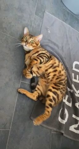 BEAUTIFUL BENGAL STUD !!