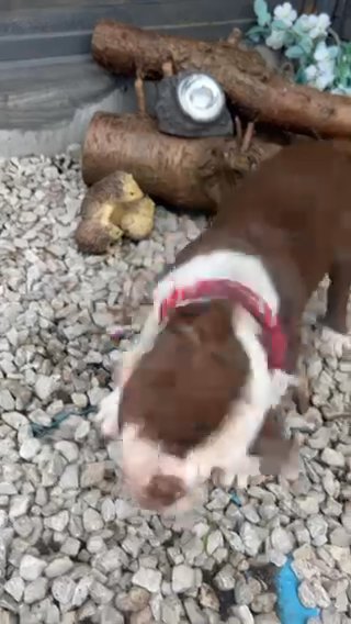 Olde English Bulldogge