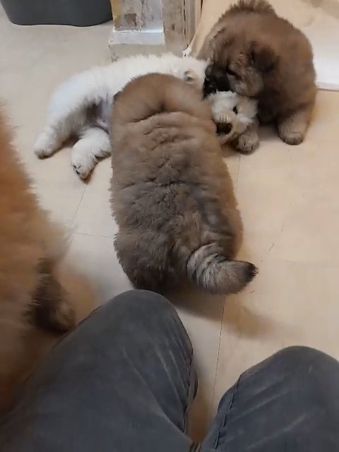 5 beautiful Teddy bear chow chow puppies