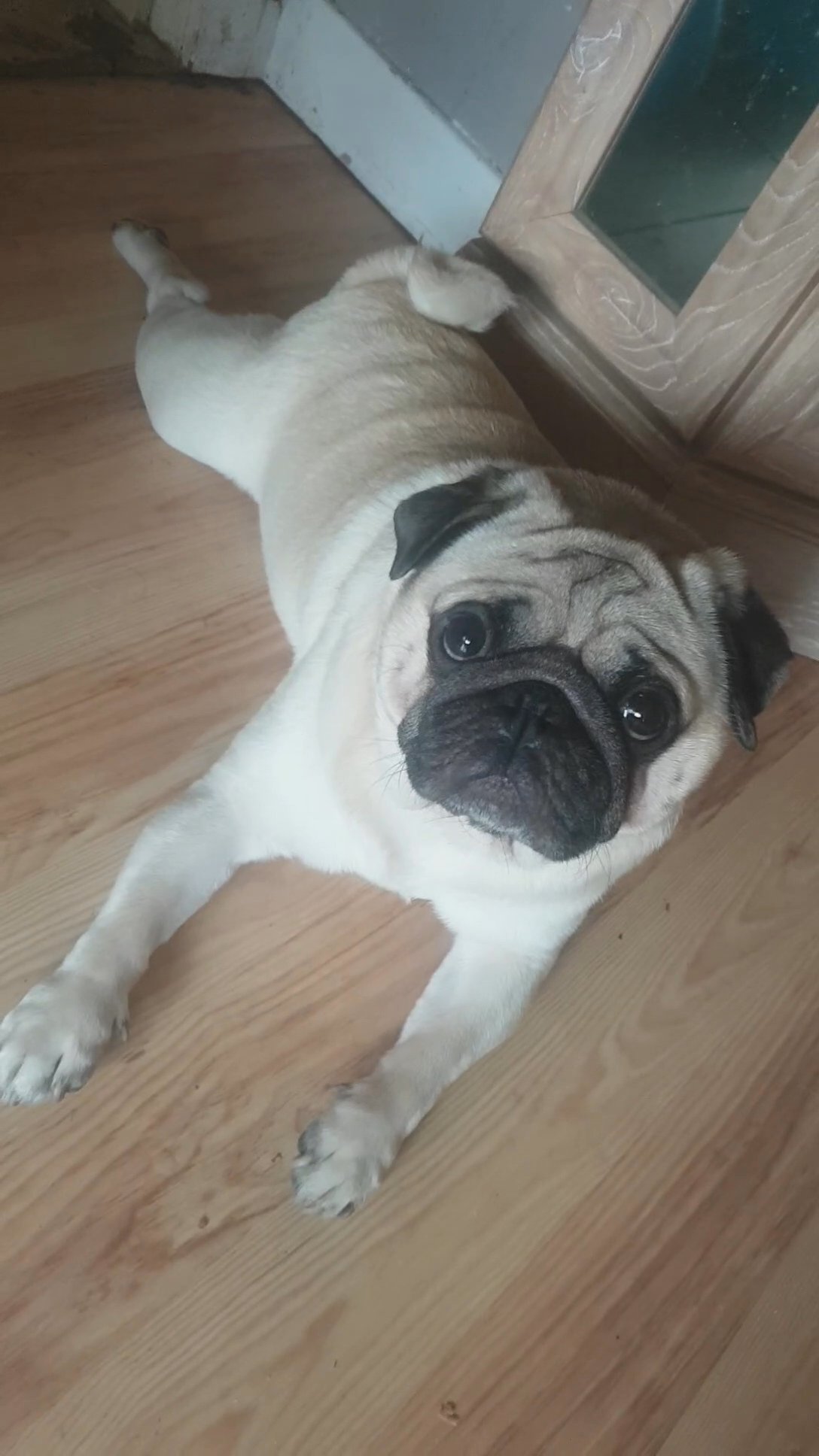 Best girl in the world Bella