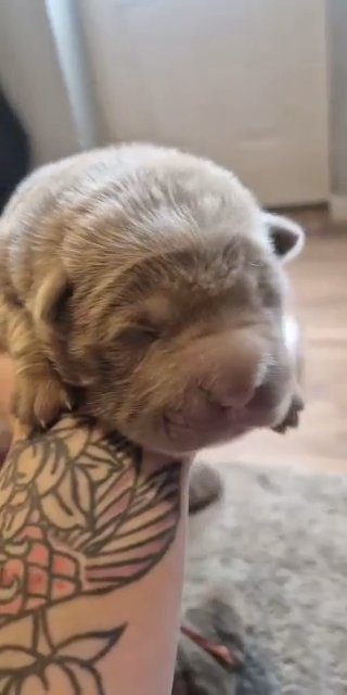 Bearcoat shar pei babies