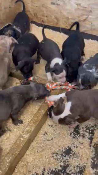 American Bully Puppies ABKC