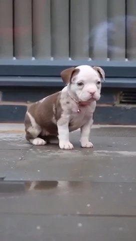 Rocky ??
