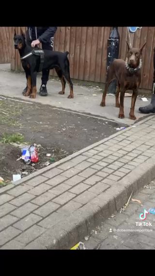 Doberman Stud