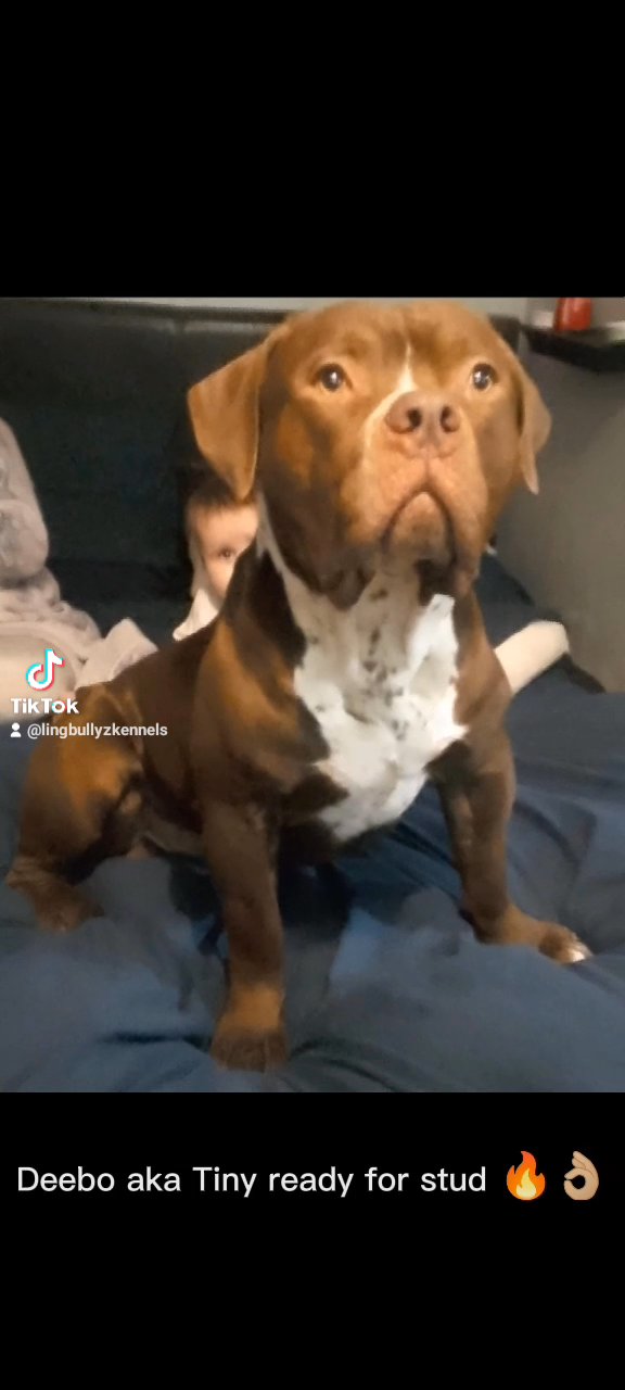 American Bully for Stud