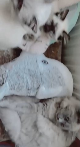 Ragdoll Male ❄️Ice❄️