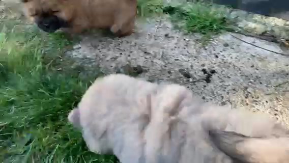 Chow Chow Purebred