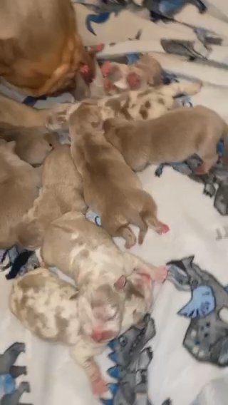 Lilac And Lilac Merle Pocket Bullies