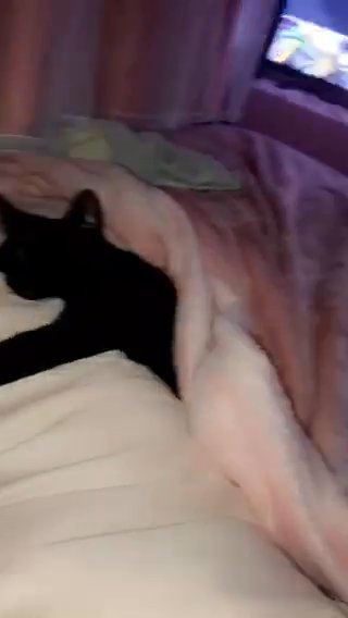 Beautiful Black Cat