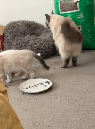 Ragdoll Cat And Kittens For Sale All Fully Healthy And Active