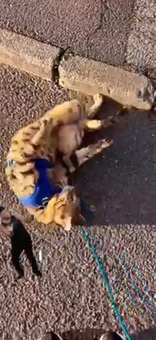 Open For Stud Duties Tica Bengal