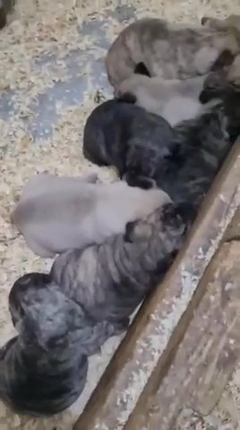 Presa Canario Pups