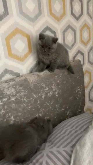 2 Beautiful Chunky British Shorthair Boys No Offers