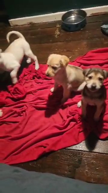 gorgeous mixed breed puppy