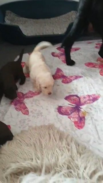 stunning f1 standard labradoodle puppies