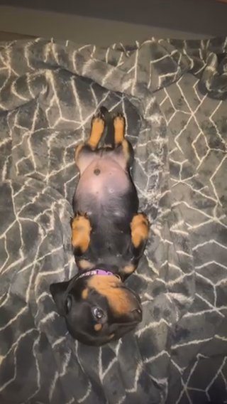 Black N Tan Male Dachsund