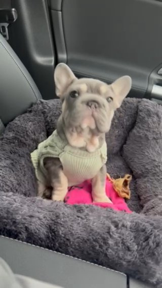 Lilac & Tan Big Rope Female