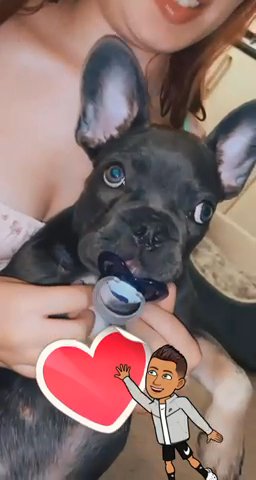 Blue And Tan 2 Month Old French Bulldog