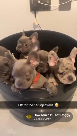 5 Left. Carrying Fluffy.. French Bulldogs. Dwkc Papers 1st Injections Done
