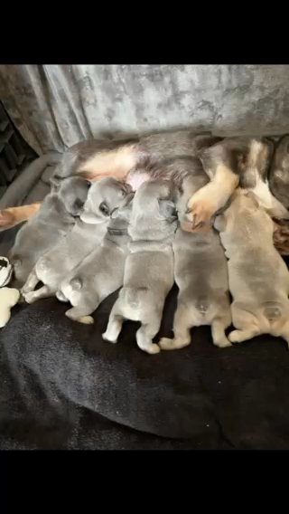 2 French Bulldog Females Left
