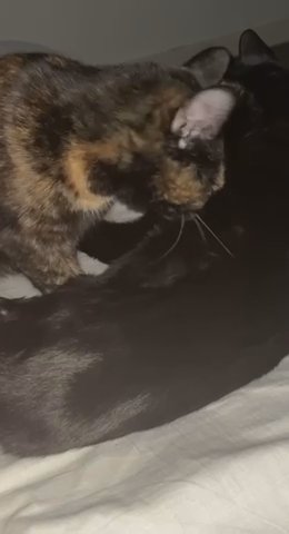 Milo And Delilah