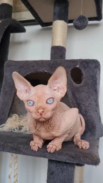 Tica registered Pedigree kittens