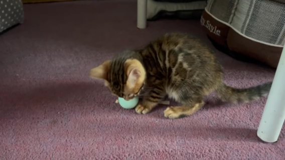 Shiny Bengal Girl For Sale