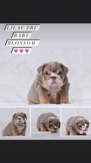 Lilac Tri English Bulldog