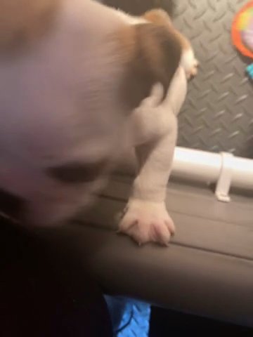 English bulldogs five weeks old