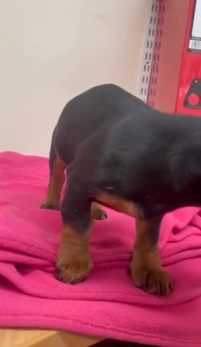 SOLD Mini Dachshund Pup