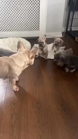 Big Rope French Bulldog Stud