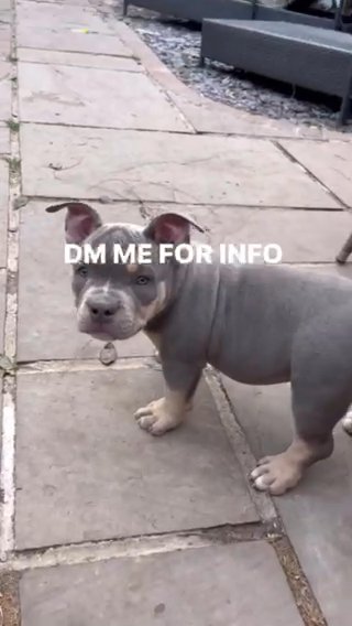 Micro/pocket Bully’s
