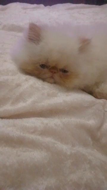 Flamepoint Himalayan Persian