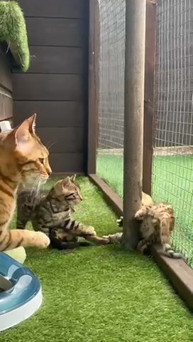 Tica Reg Bengal Kitten
