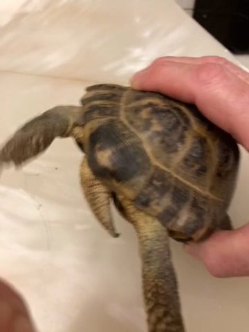 Tortoise For Sale